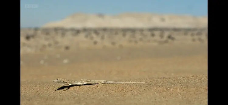 Fringe-toed lizard sp. ([genus Acanthodactylus]) as shown in Africa - Sahara
